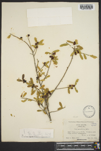 Ilex myrtifolia image