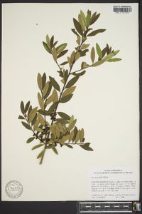 Ilex myrtifolia image