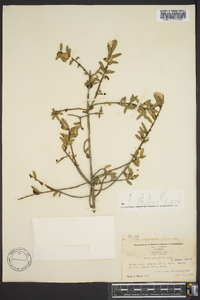 Ilex myrtifolia image