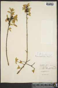 Ilex myrtifolia image