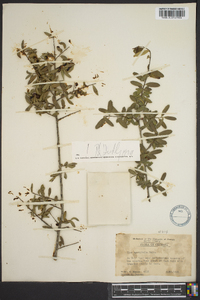 Ilex myrtifolia image