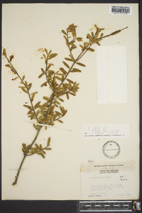 Ilex myrtifolia image