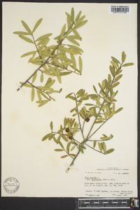 Ilex myrtifolia image