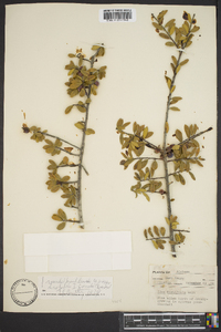 Ilex myrtifolia image