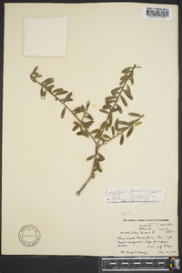 Ilex myrtifolia image