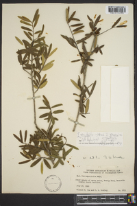 Ilex myrtifolia image