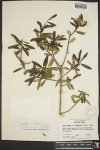 Ilex myrtifolia image