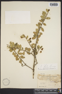 Ilex vomitoria image