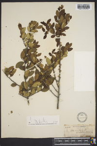 Ilex vomitoria image