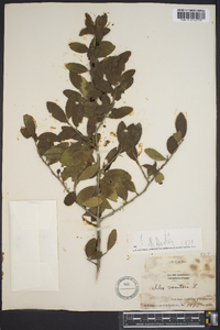 Ilex vomitoria image