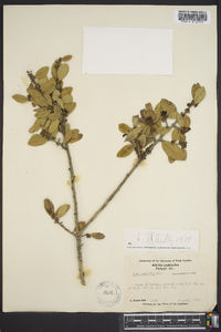 Ilex vomitoria image