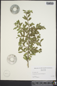 Ilex vomitoria image