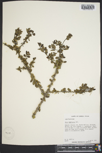 Ilex vomitoria image