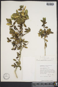 Ilex vomitoria image