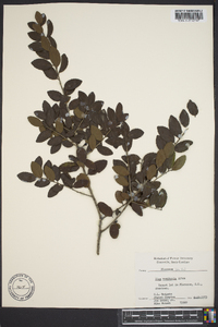 Ilex vomitoria image