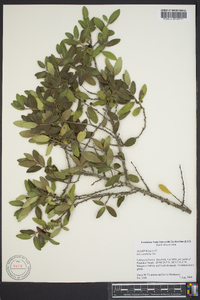 Ilex vomitoria image