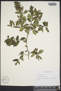 Ilex vomitoria image