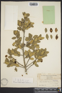 Ilex vomitoria image