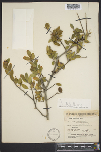 Ilex vomitoria image