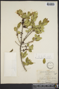 Ilex vomitoria image