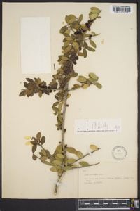 Ilex vomitoria image