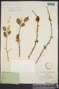 Ilex vomitoria image