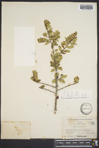 Ilex vomitoria image