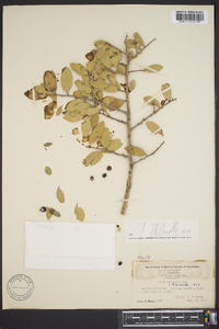 Ilex vomitoria image