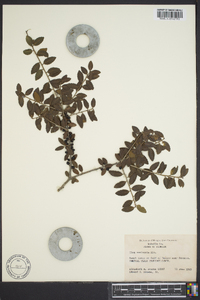 Ilex vomitoria image