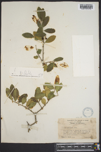 Ilex vomitoria image