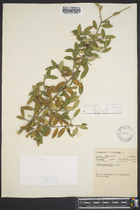 Ilex vomitoria image