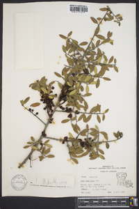 Ilex vomitoria image