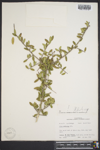 Ilex vomitoria image