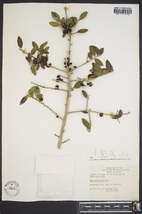 Ilex vomitoria image