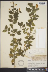 Ilex vomitoria image