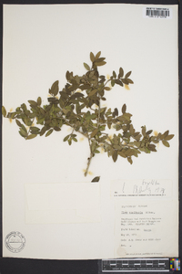 Ilex vomitoria image