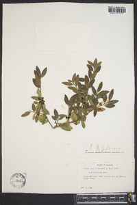 Ilex vomitoria image