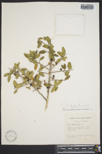 Ilex vomitoria image