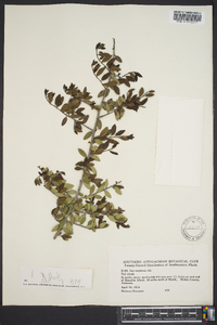 Ilex vomitoria image