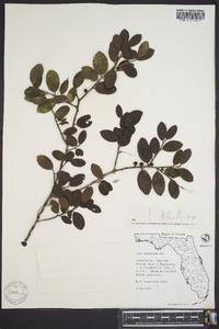 Ilex vomitoria image