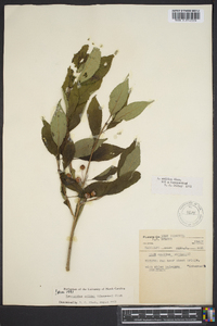 Nemopanthus collinus image