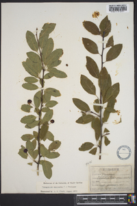 Ilex mucronata image