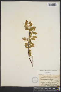 Ilex mucronata image