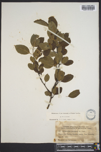 Ilex mucronata image