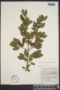 Ilex mucronata image