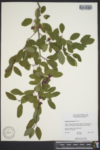 Ilex mucronata image