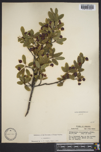 Ilex mucronata image