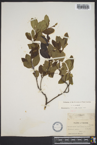 Ilex mucronata image