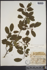 Ilex mucronata image