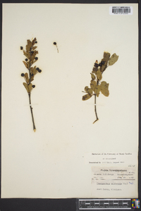 Ilex mucronata image